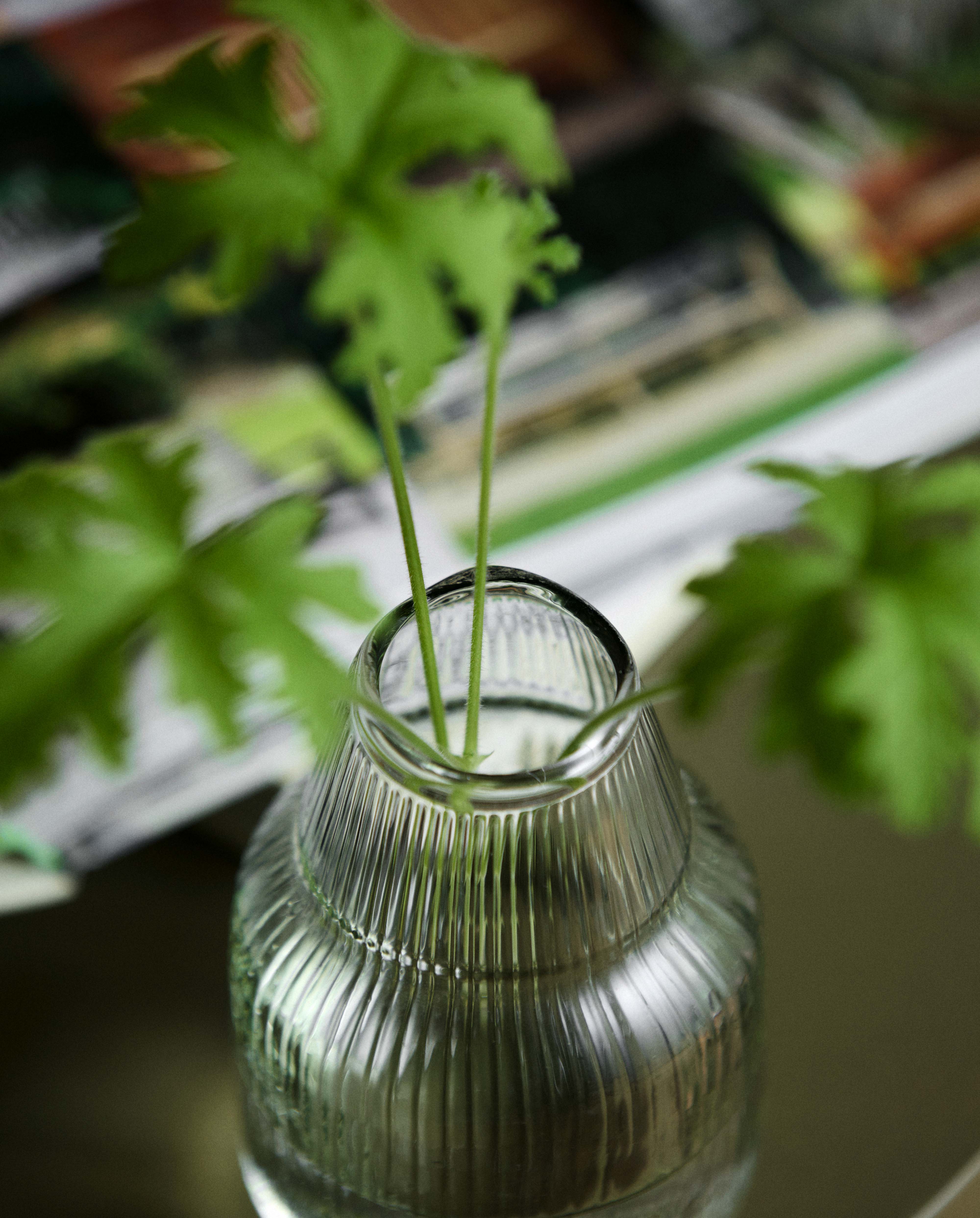 JURA vase - clear